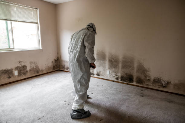 Home Mold Removal in Magna, UT